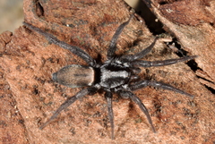 Apopyllus suavis