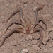Pseudocleobis andinus - Photo (c) Quentin Vandemoortele, some rights reserved (CC BY-NC), uploaded by Quentin Vandemoortele