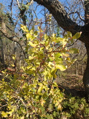 Pistacia atlantica mutica