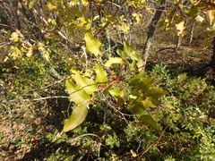 Pistacia atlantica mutica