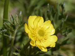 Ranunculus peduncularis