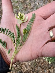 Astragalus californicus