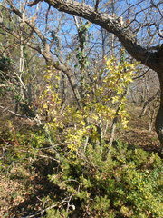 Pistacia atlantica mutica