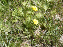 Ranunculus peduncularis