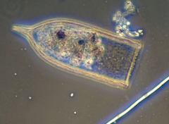 Favella