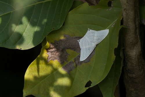 Grey Swallowtail Moth photo 5