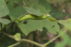 Smerinthinae