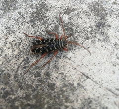 Placosternus erythropus