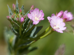 Epilobium glaucum