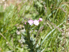 Epilobium glaucum
