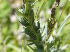 Epilobium glaucum