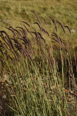 Hordeum brevisubulatum