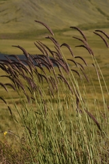 Hordeum brevisubulatum