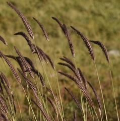 Hordeum brevisubulatum