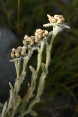Leontopodium ochroleucum