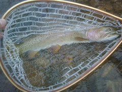 Oncorhynchus clarkii