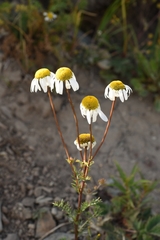 Tanacetum abrotanoides