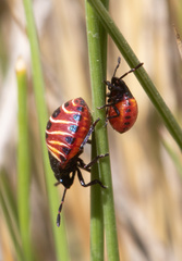 Parajalla sanguineosignata