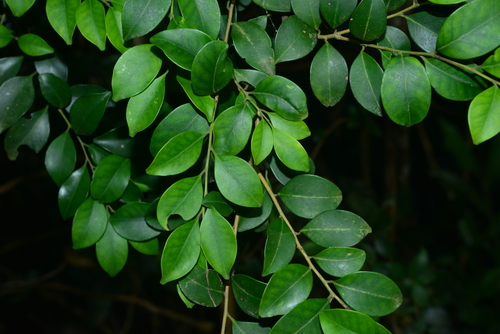 Ilex hayataiana Loes.