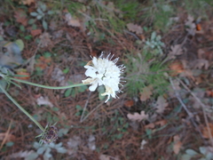Scabiosa ochroleuca