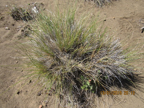 Carex andina (Carex andina)