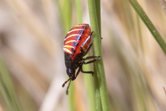 Parajalla sanguineosignata
