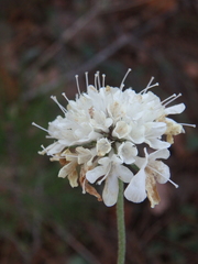 Scabiosa ochroleuca