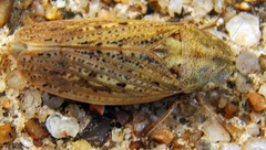 Negosiana dualis