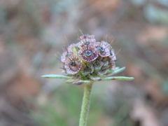 Scabiosa ochroleuca