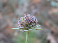 Scabiosa ochroleuca