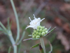 Scabiosa ochroleuca