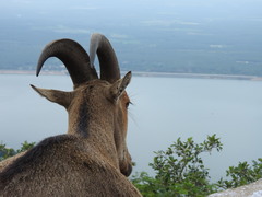 Nilgiritragus hylocrius