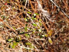 Vaccinium darrowii