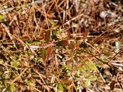 Vaccinium darrowii