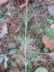 Scabiosa ochroleuca