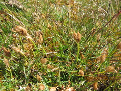 Phylloscirpus deserticola