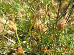 Phylloscirpus deserticola