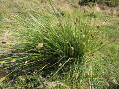 Carex hypoleucos