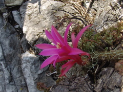 Aporocactus flagelliformis