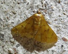 Loxomorpha flavidissimalis