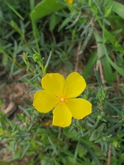 Cistus calycinus