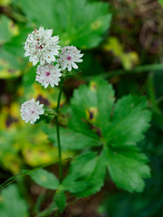 Leptotrochila astrantiae