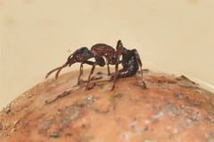 Stictoponera bicolor