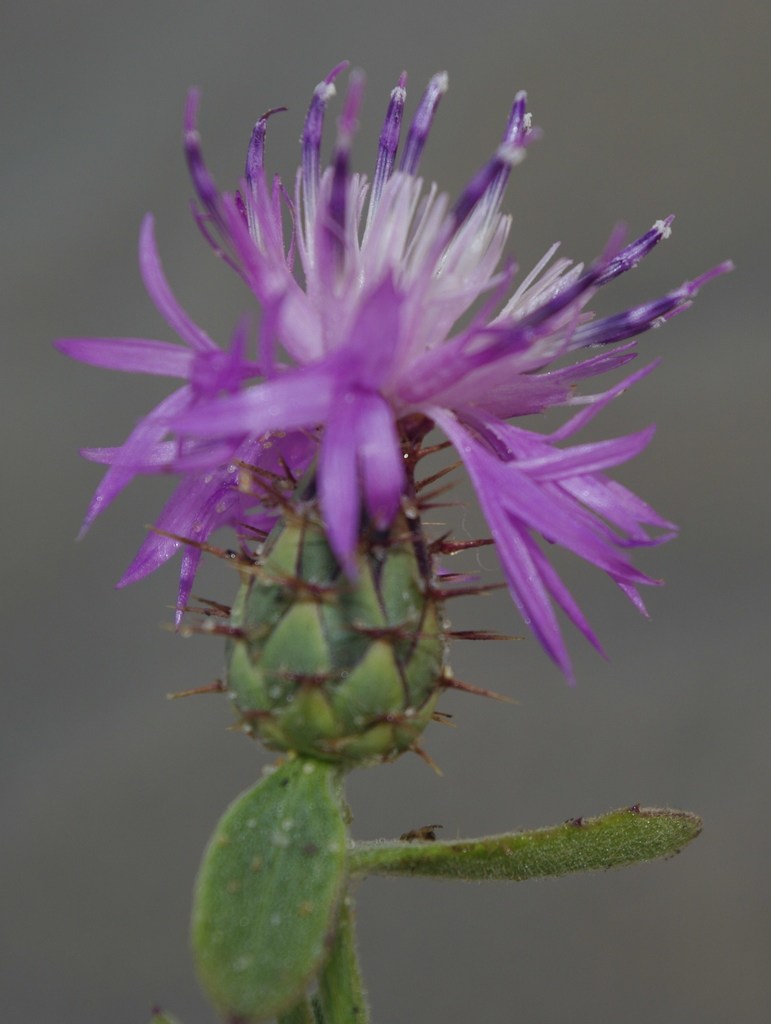 Centaurea sphaerocephala