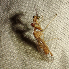 Leptomantispa pulchella