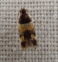Triclonella determinatella
