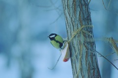 Parus major
