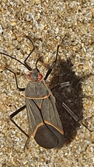 Leptocoris amictus