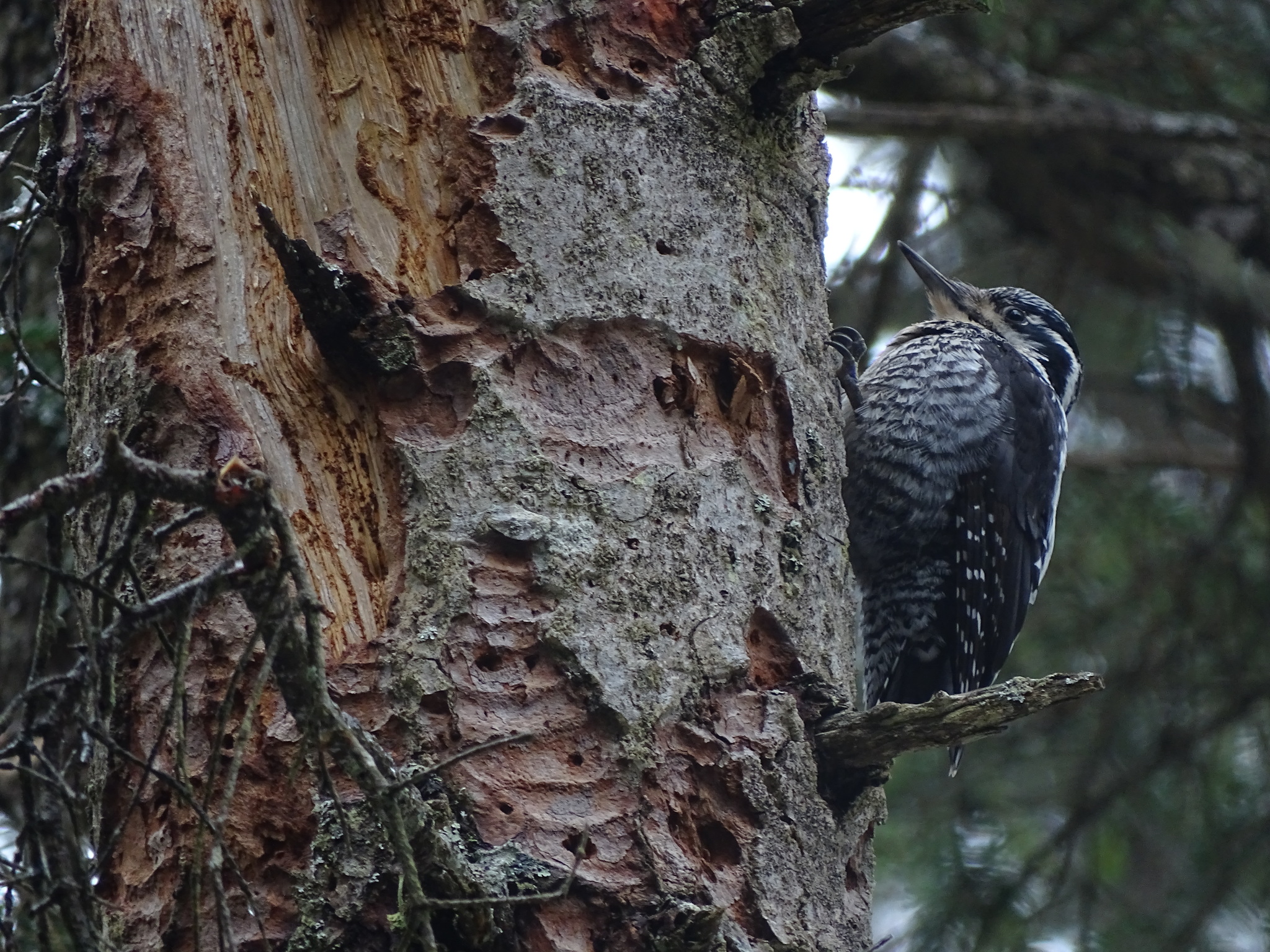 Eurasian Three-toed Woodpecker