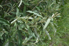 Tarchonanthus obovatus (Tarchonanthus obovatus)